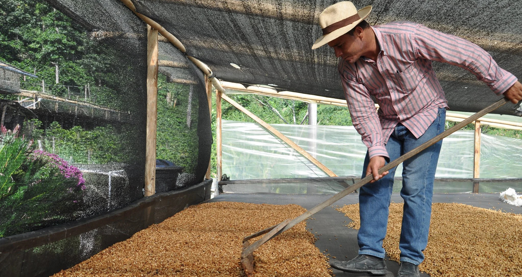 瓜地馬拉產地處理作業
